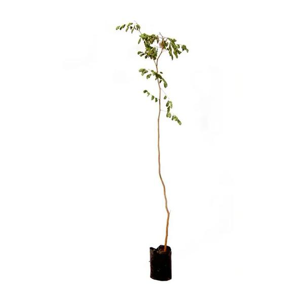 Muda de Pau-ferro 20 a 40cm AMK - Plantas Online - AMK Jardinagem e Paisagismo Imagem de Muda de Pau-ferro 20 a 40cm AMK - Plantas Online