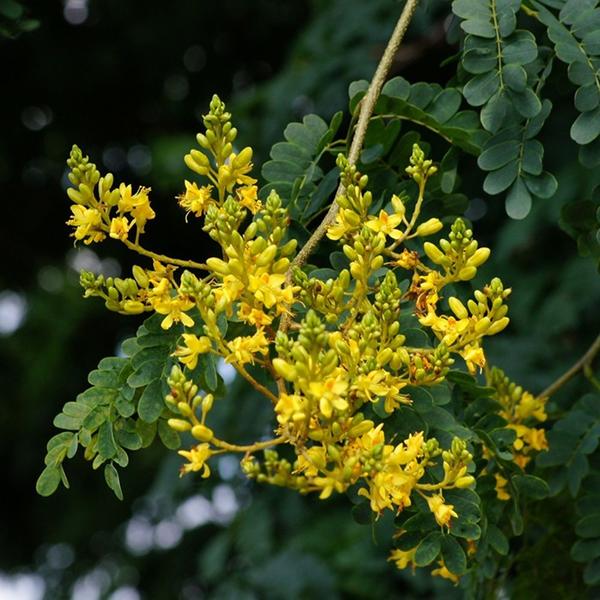 Muda de Pau-ferro 20 a 40cm AMK - Plantas Online - AMK Jardinagem e Paisagismo Imagem de Muda de Pau-ferro 20 a 40cm AMK - Plantas Online