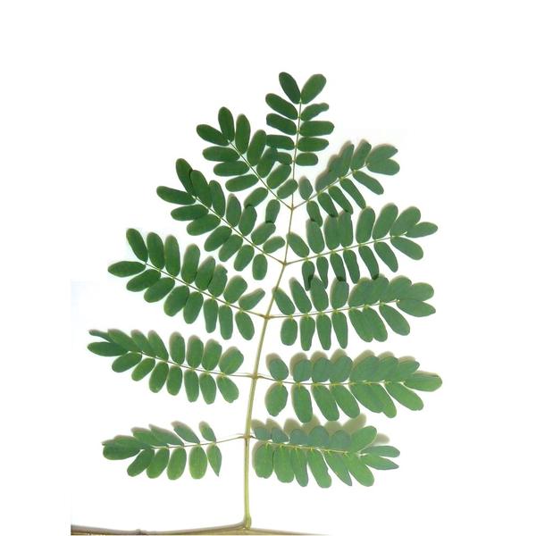 Muda de Pau-ferro 20 a 40cm AMK - Plantas Online - AMK Jardinagem e Paisagismo Imagem de Muda de Pau-ferro 20 a 40cm AMK - Plantas Online