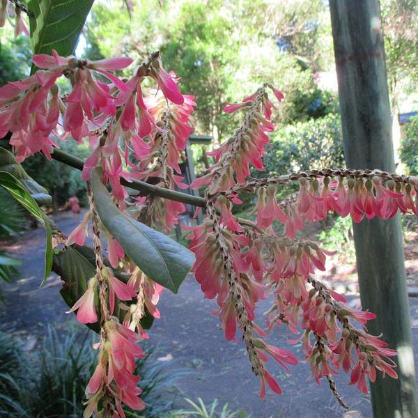 Muda de Pau Formiga 20 a 40cm AMK - Plantas Online - AMK Jardinagem e Paisagismo Imagem de Muda de Pau Formiga 20 a 40cm AMK - Plantas Online