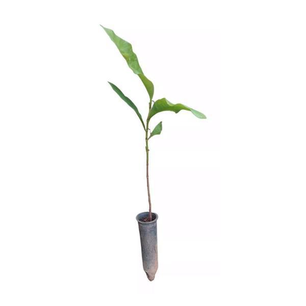 Muda de Pau Formiga 20 a 40cm AMK - Plantas Online - AMK Jardinagem e Paisagismo Imagem de Muda de Pau Formiga 20 a 40cm AMK - Plantas Online