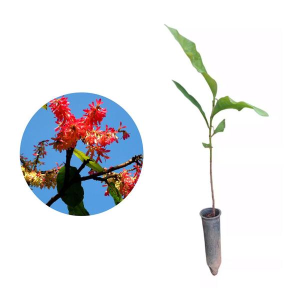 Muda de Pau Formiga 20 a 40cm AMK - Plantas Online - AMK Jardinagem e Paisagismo Imagem de Muda de Pau Formiga 20 a 40cm AMK - Plantas Online