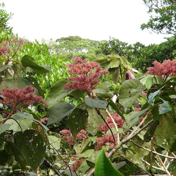 Imagem de Muda de Pau Jangada 20 a 40cm AMK - Plantas Online