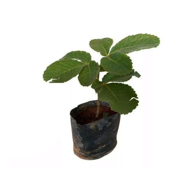 Imagem de Muda de Pequi 20 a 40cm AMK - Plantas Online