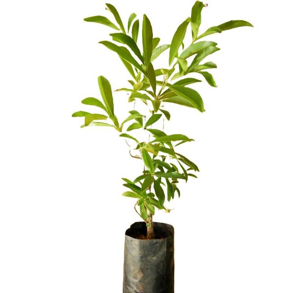 Imagem de Muda de Peroba Rosa 20 a 40cm AMK - Plantas Online