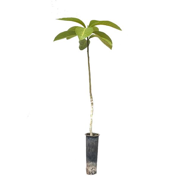 Imagem de Muda de Peroba Vermelha 20 a 40cm AMK - Plantas Online