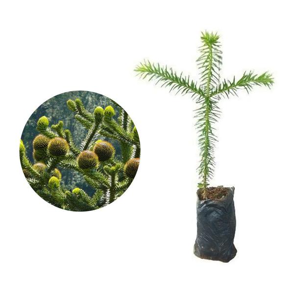 Muda de Pinheiro Araucária 20 a 40cm AMK - Plantas Online - AMK Jardinagem e Paisagismo Imagem de Muda de Pinheiro Araucária 20 a 40cm AMK - Plantas Online