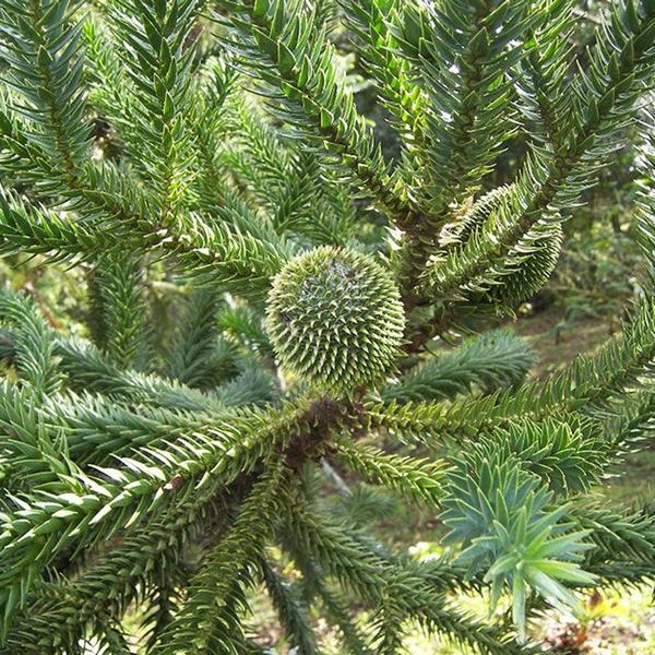 Muda de Pinheiro Araucária 20 a 40cm AMK - Plantas Online - AMK Jardinagem e Paisagismo Imagem de Muda de Pinheiro Araucária 20 a 40cm AMK - Plantas Online