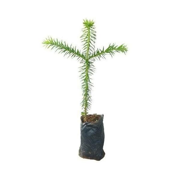 Muda de Pinheiro Araucária 20 a 40cm AMK - Plantas Online - AMK Jardinagem e Paisagismo Imagem de Muda de Pinheiro Araucária 20 a 40cm AMK - Plantas Online