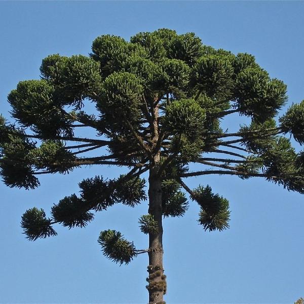 Muda de Pinheiro Araucária 20 a 40cm AMK - Plantas Online - AMK Jardinagem e Paisagismo Imagem de Muda de Pinheiro Araucária 20 a 40cm AMK - Plantas Online