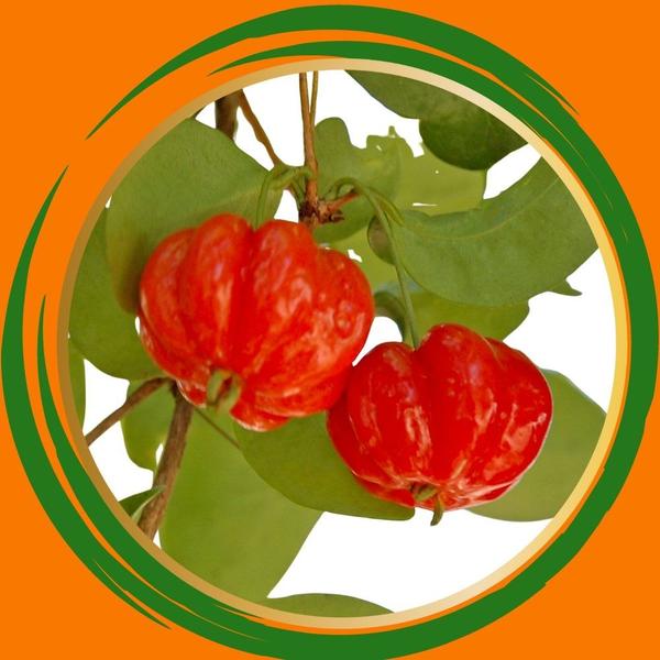 Muda de Pitanga - Gardencitrus Imagem de Muda de Pitanga