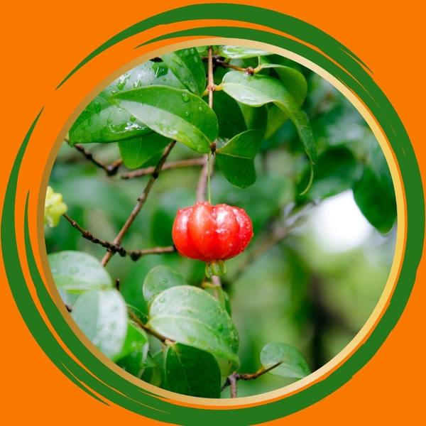 Muda de Pitanga - Gardencitrus Imagem de Muda de Pitanga