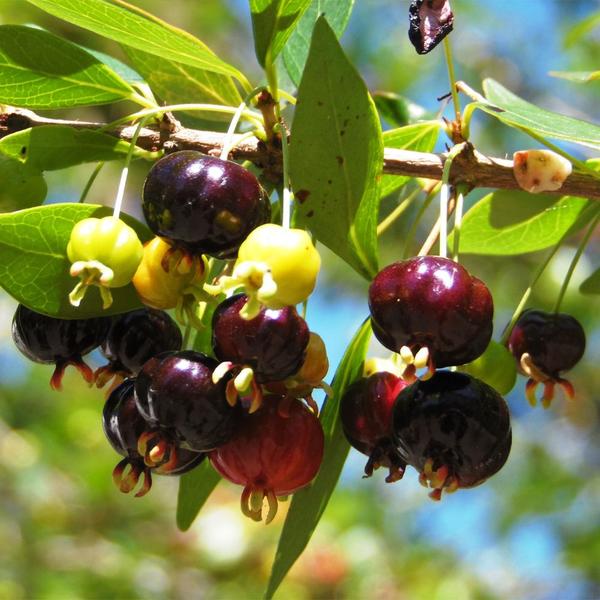 Imagem de Muda de Pitanga Negra 20 a 40cm AMK - Plantas Online