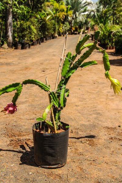 Imagem de Muda de Pitaya Altura de 0,40 cm a 0,80 cm