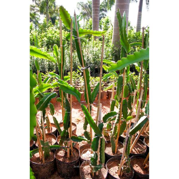 Imagem de Muda de Pitaya Produzindo Altura de 1,0 m a 1,5 m