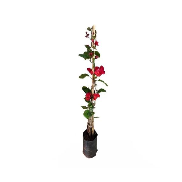 Imagem de Muda de Primavera Vermelha 20 a 40cm AMK  Plantas Online