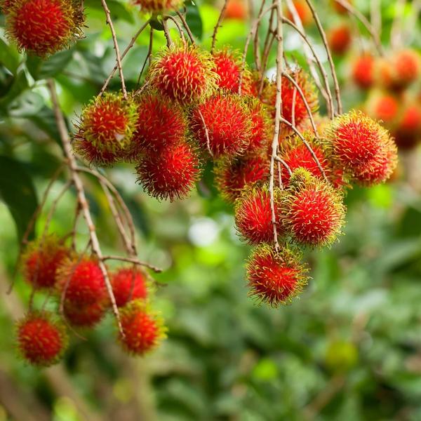 Imagem de Muda de Rambutã - Exótica 