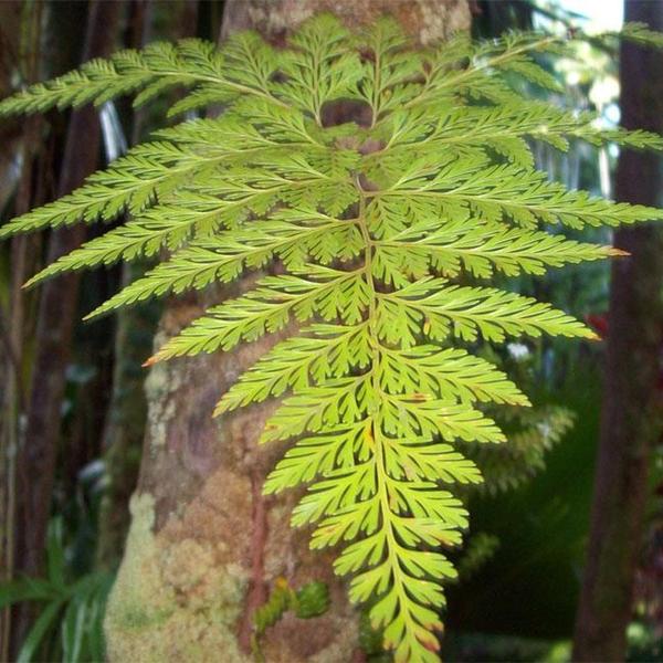 Imagem de Muda de Renda Portuguesa 20 a 40cm AMK - Plantas Online