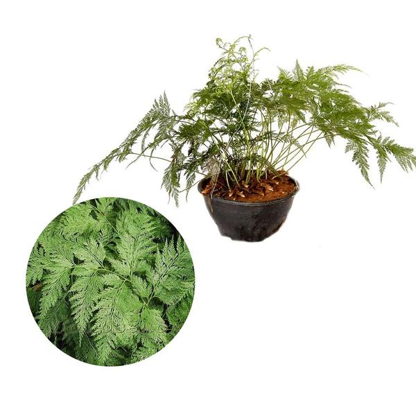 Imagem de Muda de Renda Portuguesa 20 a 40cm AMK - Plantas Online