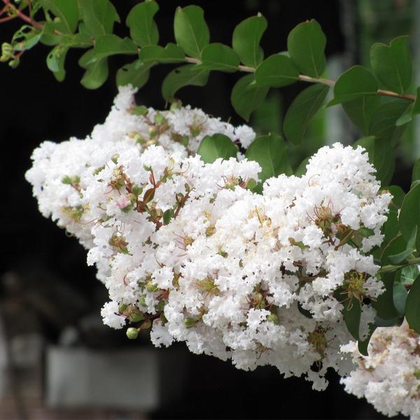 Imagem de Muda de Reseda Branco 20 a 40cm AMK - Plantas Online