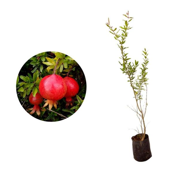 Imagem de Muda de Roma Ana 20 a 40cm AMK - Plantas Online