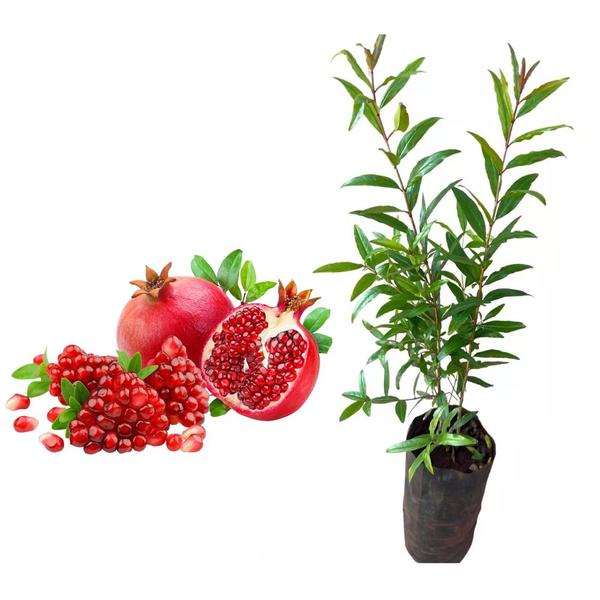 Imagem de Muda de Roma Gigante 20 a 40cm AMK - Plantas Online