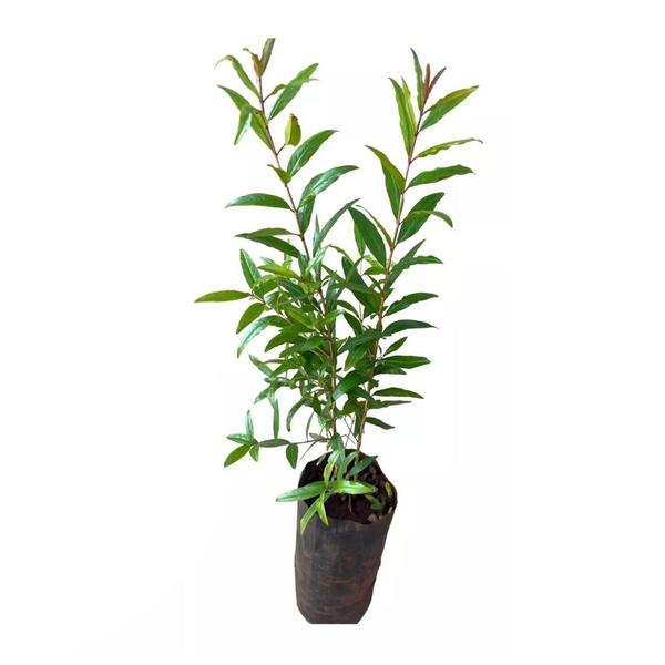 Imagem de Muda de Roma Gigante 20 a 40cm AMK - Plantas Online