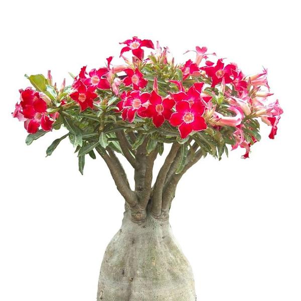 Muda de Rosa Do Deserto 20 a 40cm AMK - Plantas Online - AMK Jardinagem e Paisagismo Imagem de Muda de Rosa Do Deserto 20 a 40cm AMK - Plantas Online