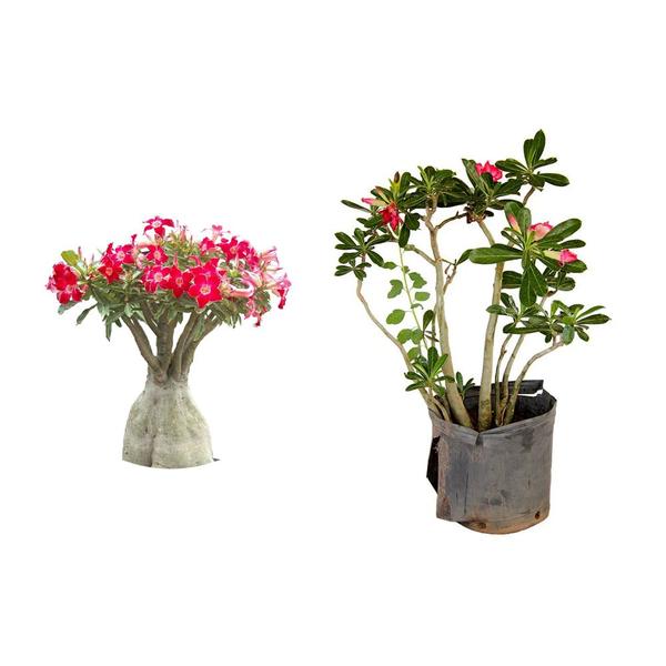Muda de Rosa Do Deserto 20 a 40cm AMK - Plantas Online - AMK Jardinagem e Paisagismo Imagem de Muda de Rosa Do Deserto 20 a 40cm AMK - Plantas Online