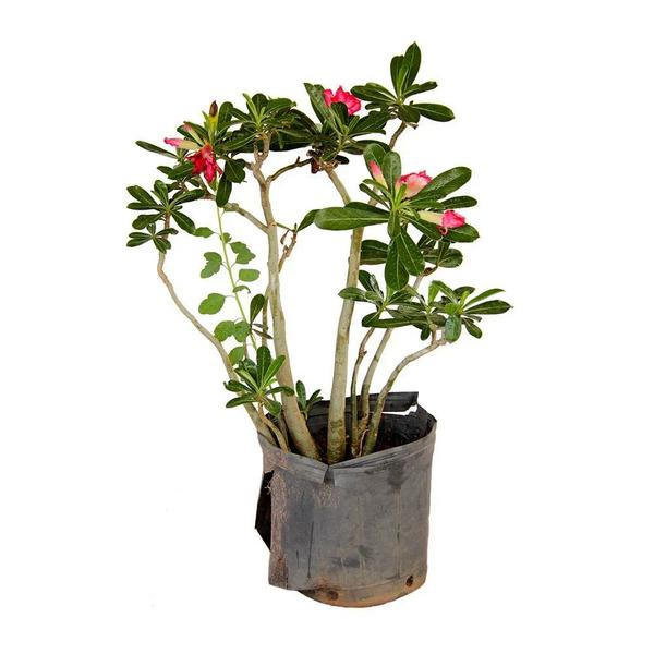 Muda de Rosa Do Deserto 20 a 40cm AMK - Plantas Online - AMK Jardinagem e Paisagismo Imagem de Muda de Rosa Do Deserto 20 a 40cm AMK - Plantas Online