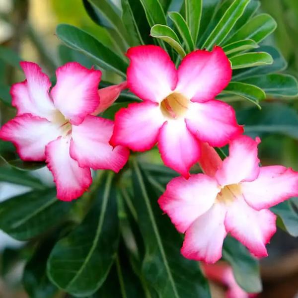 Muda de Rosa Do Deserto 20 a 40cm AMK - Plantas Online - AMK Jardinagem e Paisagismo Imagem de Muda de Rosa Do Deserto 20 a 40cm AMK - Plantas Online