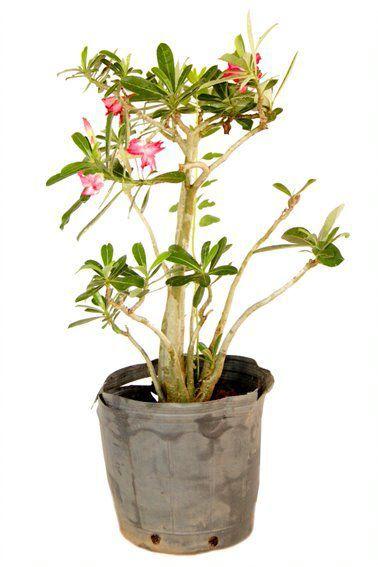 Muda de Rosa do Deserto Altura de 0,10 cm a 0,30 cm - Plantas Imagem de Muda de Rosa do Deserto Altura de 0,10 cm a 0,30 cm