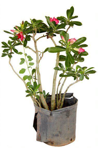 Muda de Rosa do Deserto Altura de 0,10 cm a 0,30 cm - Plantas Imagem de Muda de Rosa do Deserto Altura de 0,10 cm a 0,30 cm