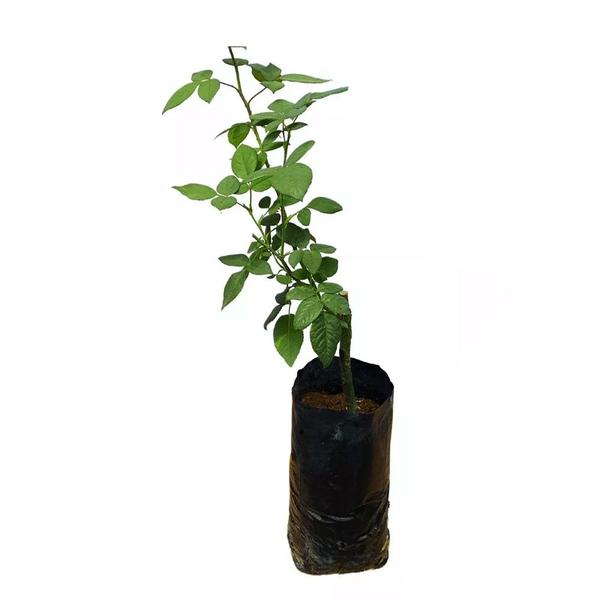 Imagem de Muda de Rosa Vermelha 20 a 40cm AMK - Plantas Online