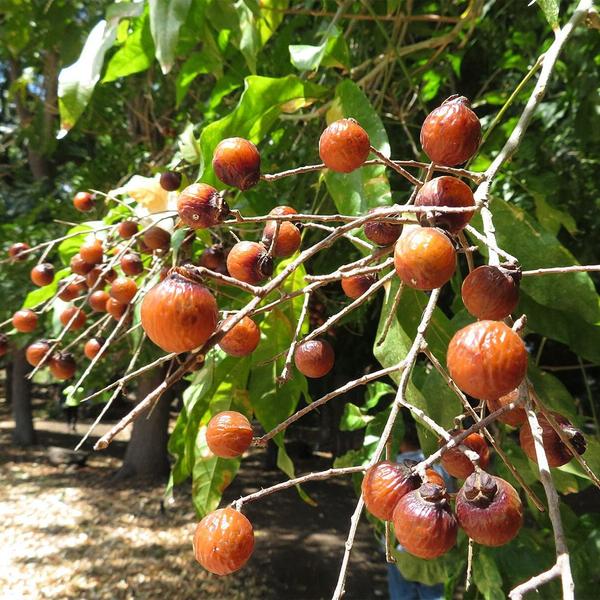 Imagem de Muda de Saboneteiro 20 a 40cm AMK - Plantas Online