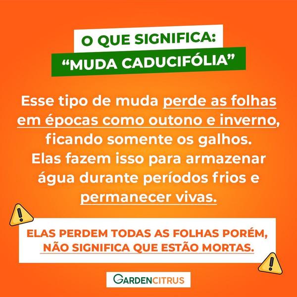 Muda de Sakura Branca - Gardencitrus Imagem de Muda de Sakura Branca