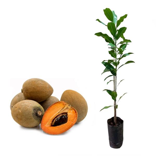 Imagem de Muda de Sapoti 20 a 40cm AMK - Plantas Online