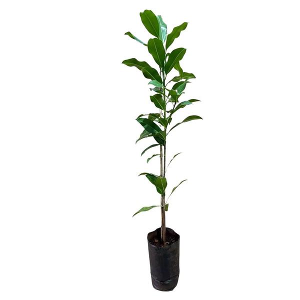 Imagem de Muda de Sapoti 20 a 40cm AMK - Plantas Online