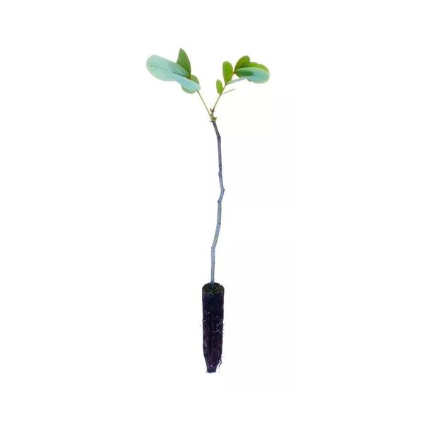 Muda de Sene 20 a 40cm AMK - Plantas Online - AMK Jardinagem e Paisagismo Imagem de Muda de Sene 20 a 40cm AMK - Plantas Online