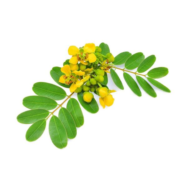 Muda de Sene 20 a 40cm AMK - Plantas Online - AMK Jardinagem e Paisagismo Imagem de Muda de Sene 20 a 40cm AMK - Plantas Online