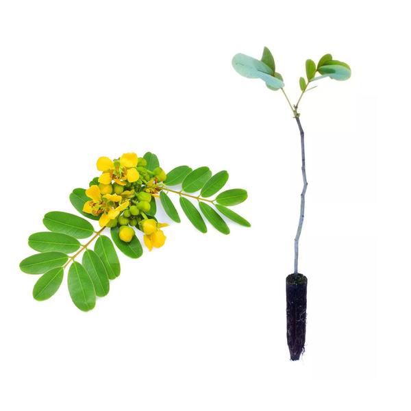 Muda de Sene 20 a 40cm AMK - Plantas Online - AMK Jardinagem e Paisagismo Imagem de Muda de Sene 20 a 40cm AMK - Plantas Online
