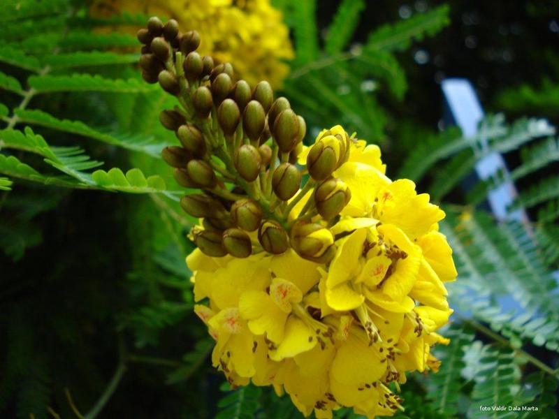 Muda de Sibipuruna - Gardencitrus Imagem de Muda de Sibipuruna