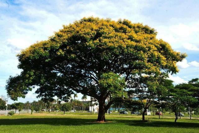 Muda de Sibipuruna - Gardencitrus Imagem de Muda de Sibipuruna