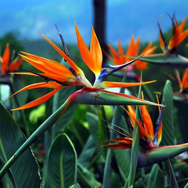 Imagem de Muda de Strelitzia  20 a 40cm AMK - Plantas Online