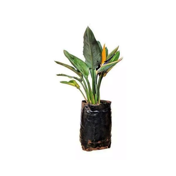 Imagem de Muda de Strelitzia  20 a 40cm AMK - Plantas Online