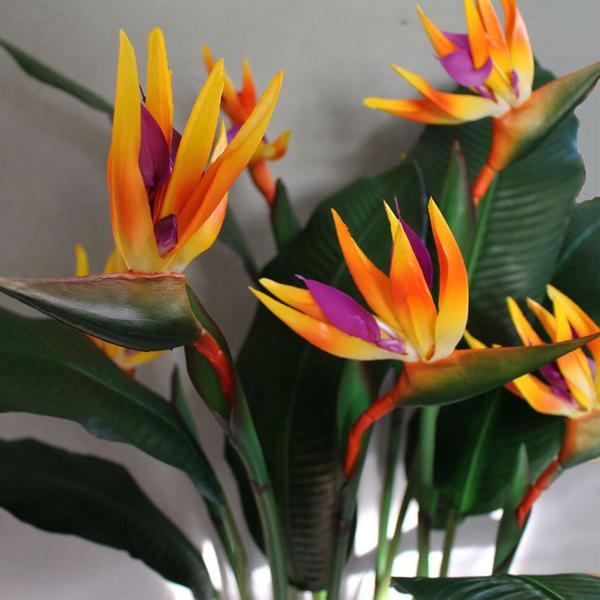 Imagem de Muda de Strelitzia  20 a 40cm AMK - Plantas Online