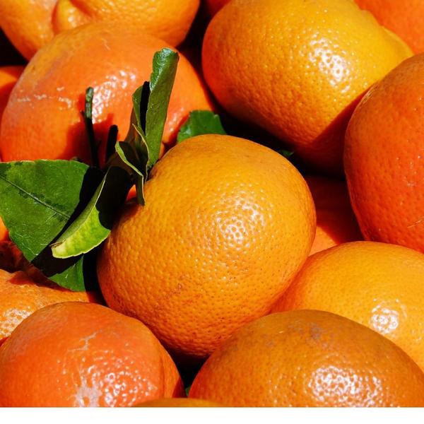 Muda de Tangerina Comum - Enxertada - Carcan Plantas Imagem de Muda de Tangerina Comum - Enxertada