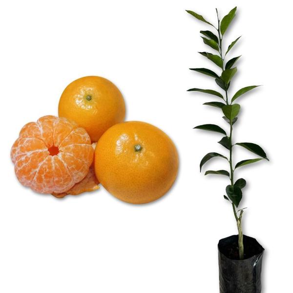Muda de Tangerina Comum - Enxertada - Carcan Plantas Imagem de Muda de Tangerina Comum - Enxertada