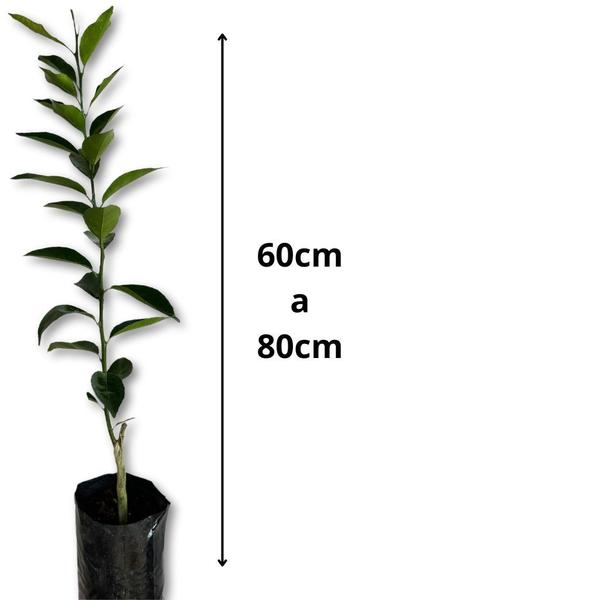 Muda de Tangerina Comum - Enxertada - Carcan Plantas Imagem de Muda de Tangerina Comum - Enxertada