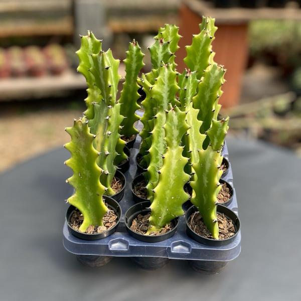 Imagem de Muda Euphorbia Candelabro Top Coleção Para Colecionadores